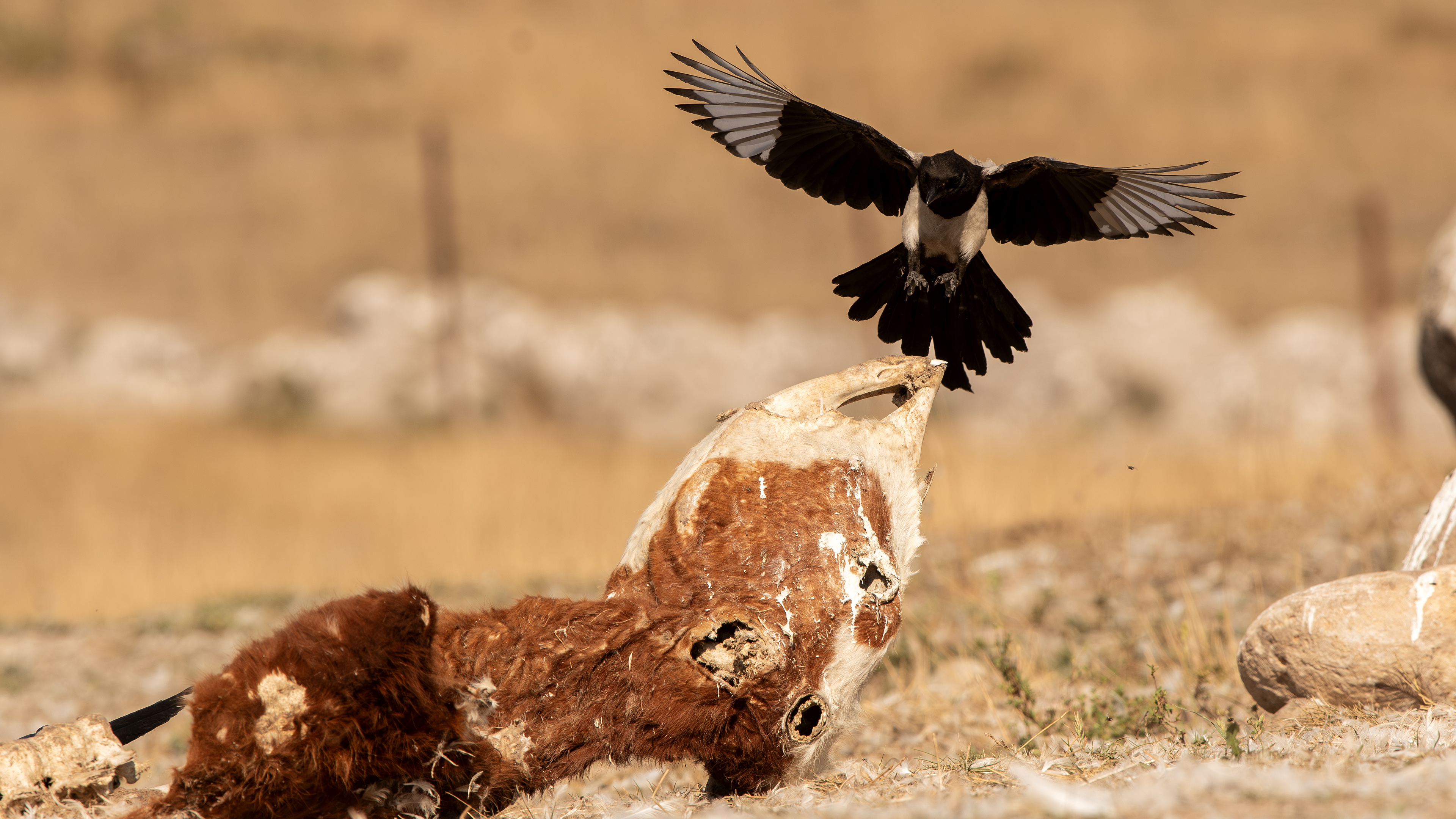 Eurasian Magpie